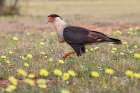 Crested caracara with full crop on the ground among yellow flowers-Rio Grande Valley-Texas Art Print